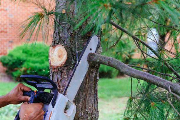 How Our Tree Care Process Works  in Twin Lakes, VA